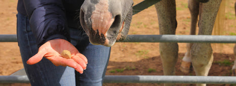 Q&A – How many treats are good for my horse?