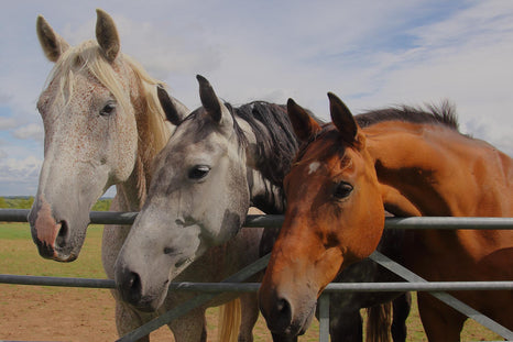 The Basics Of Equine Nutrition